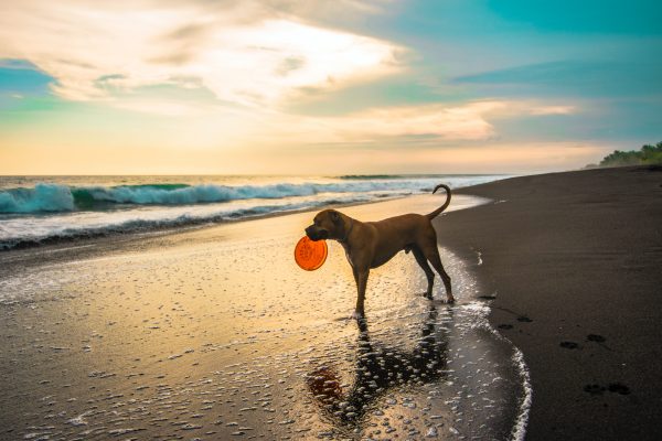 Picture of a boxer holding a Frisbee at the beach