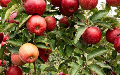 Ode to New Hampshire’s Orchards