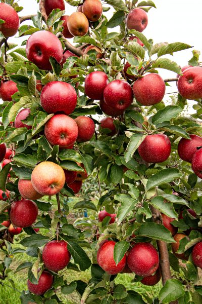 Image of apples hanging on an apple tree