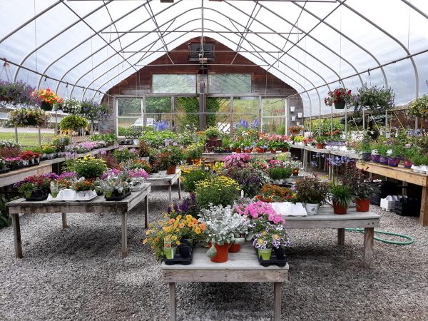 Photo inside a garden greenhouse