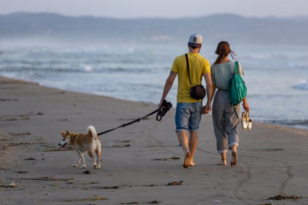 Young couple walking their dog on the beach in the summer