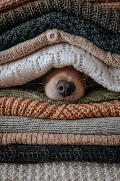 Photo of dog buried in a pile of sweaters